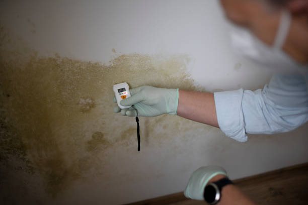Home Mold Removal in West Milwaukee, WI