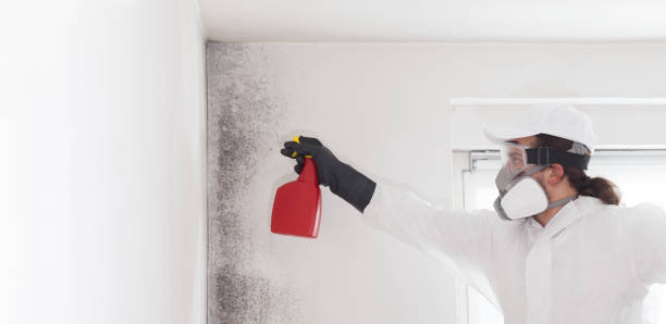 Best Black Mold Removal  in West Milwaukee, WI