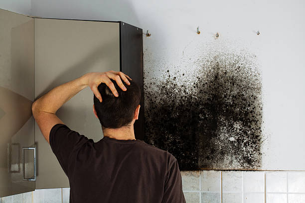 Professional Mold Removal in West Milwaukee, WI