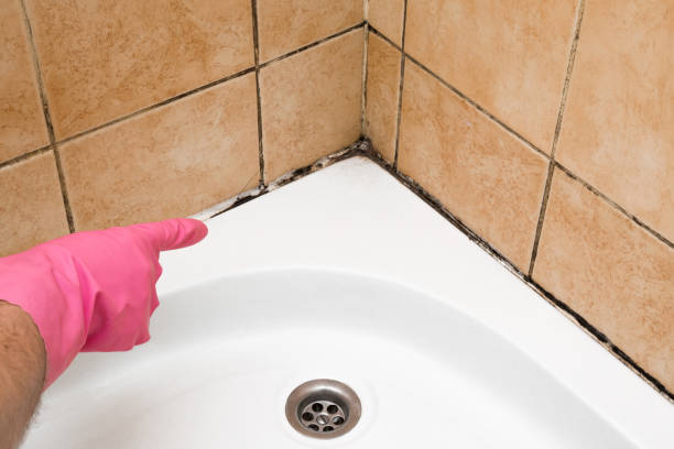 Mold Testing and Removal in West Milwaukee, WI